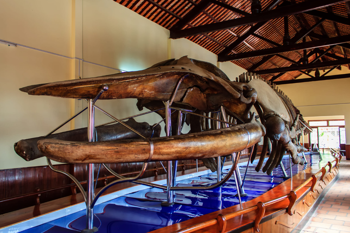 Whale bone collection preserved in glass cases inside Van Thuy Tu Temple